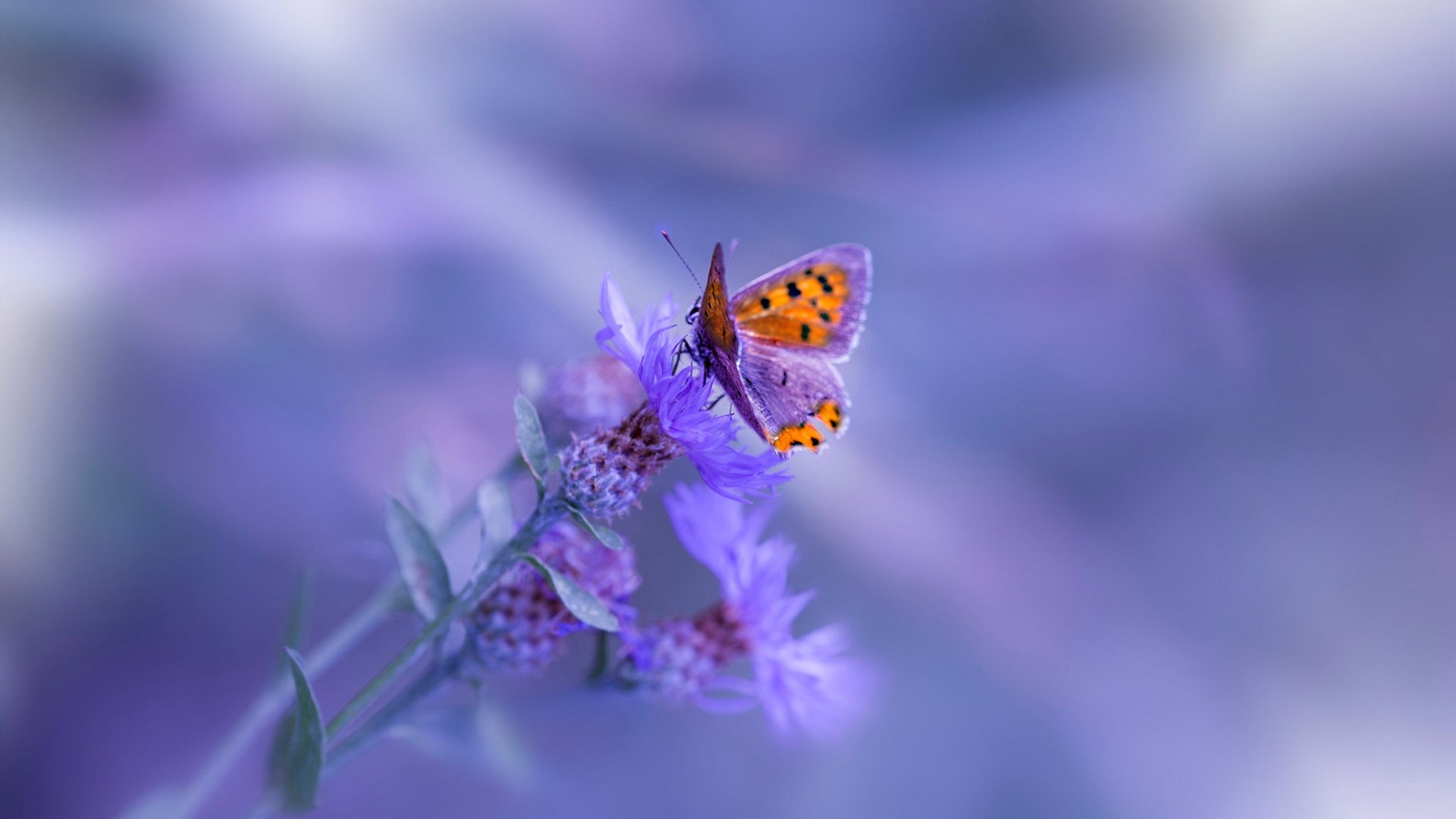 中超球队进攻端数据对比，中超球员总进球射手榜排名