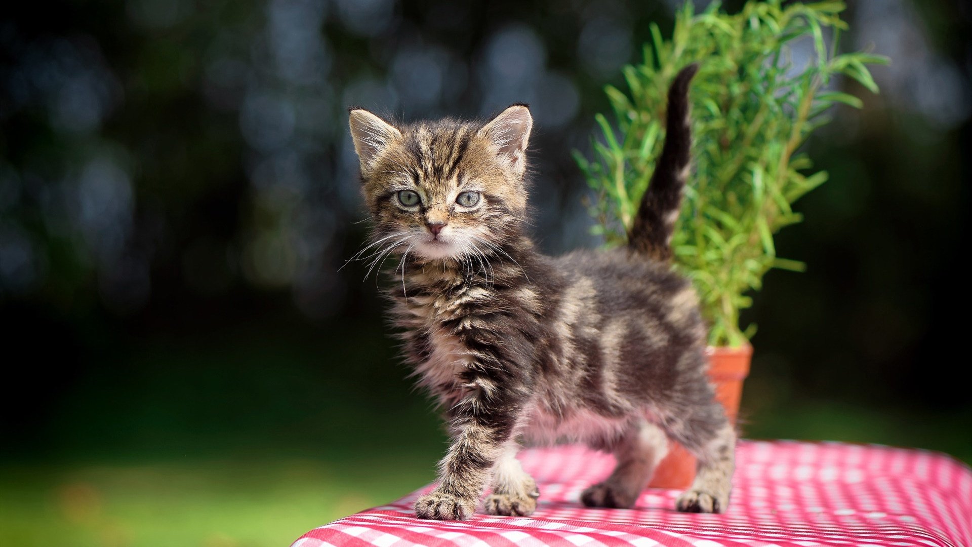 中超球队重点对手研究频率分布，中超球队实力分析