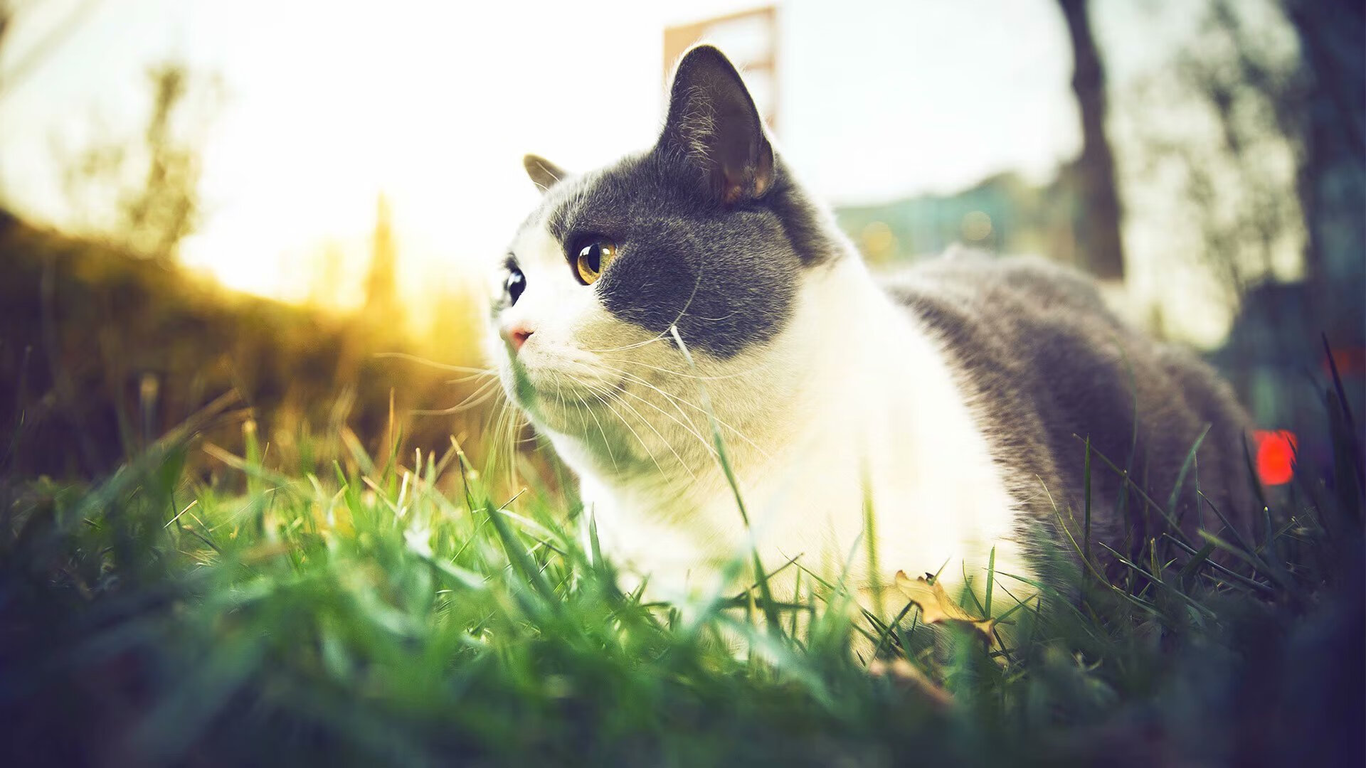 中超球队间战术模仿现象研究,中超比赛规则改革