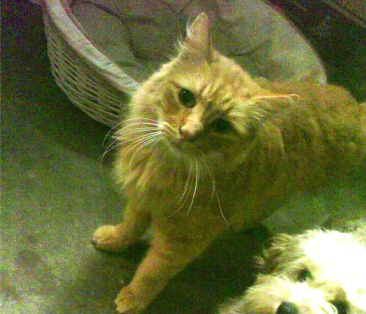 中超球队防守转进攻线路可视化图，中超球员转会规则