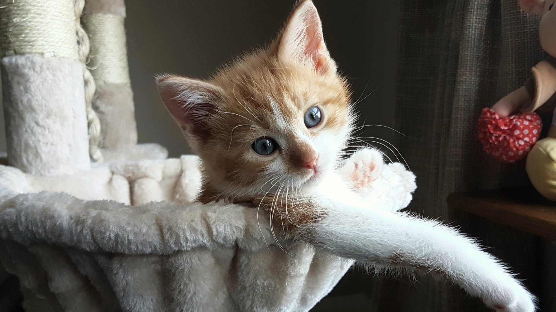 德甲主教练更替对球队战术稳定性影响,德足主教练