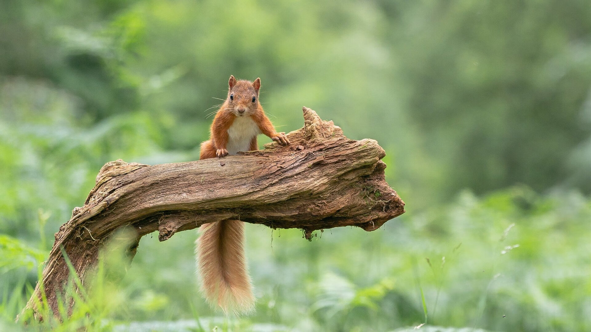 智能体测设备应用与数据互通方案，体测智能化