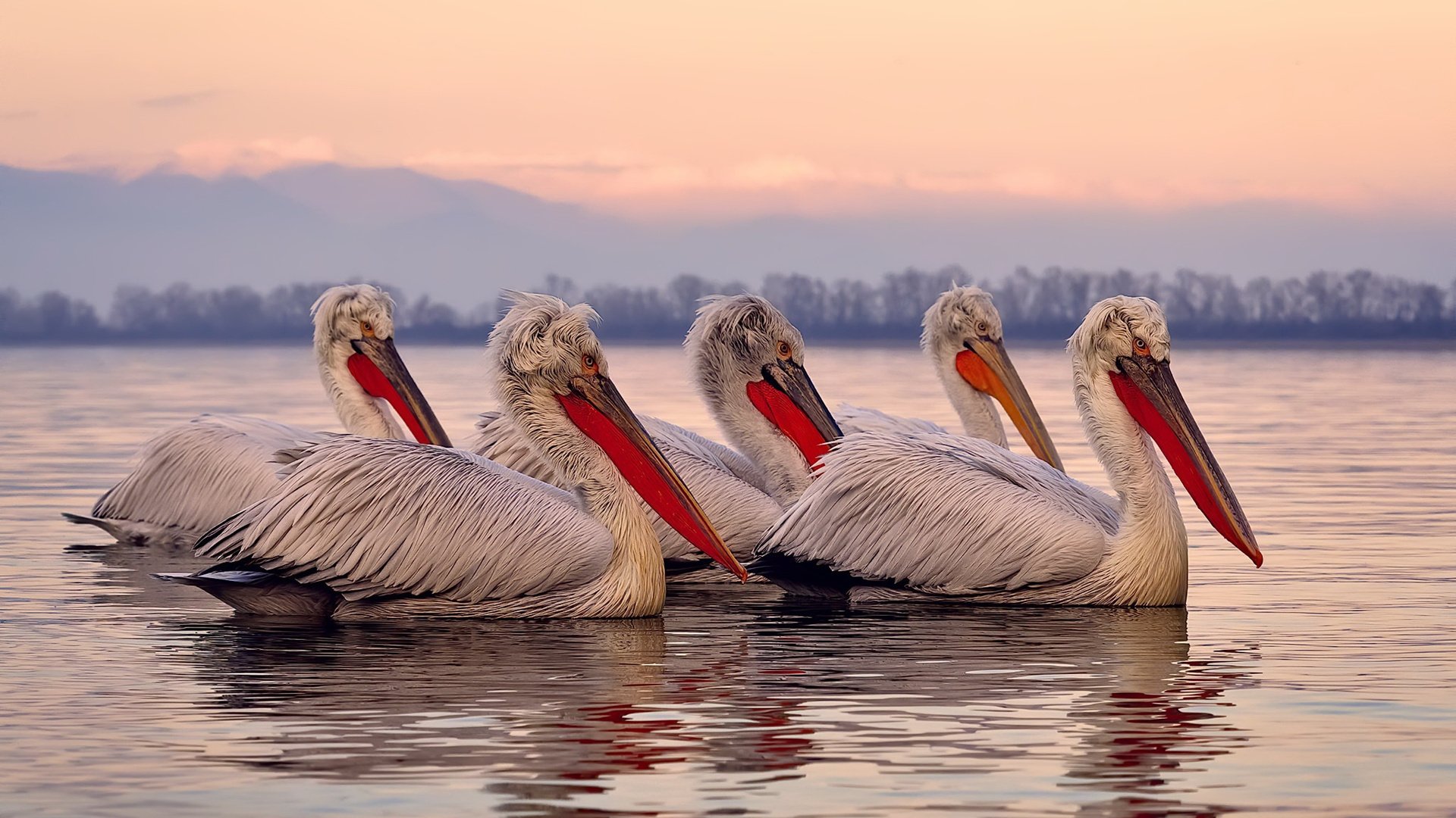 开云体育在线登入-法甲“领头羊之战”：巴黎圣日耳曼迎战里昂，冠军悬念升级