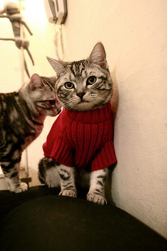 篮球专项技能动作规范化训练标准及应用研究，篮球基本技能训练