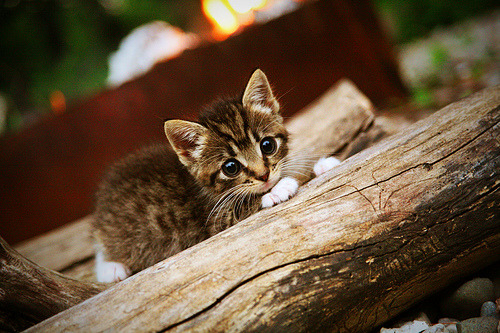 高校体育课程模块化建设与个性化学习研究，高校体育教学模式