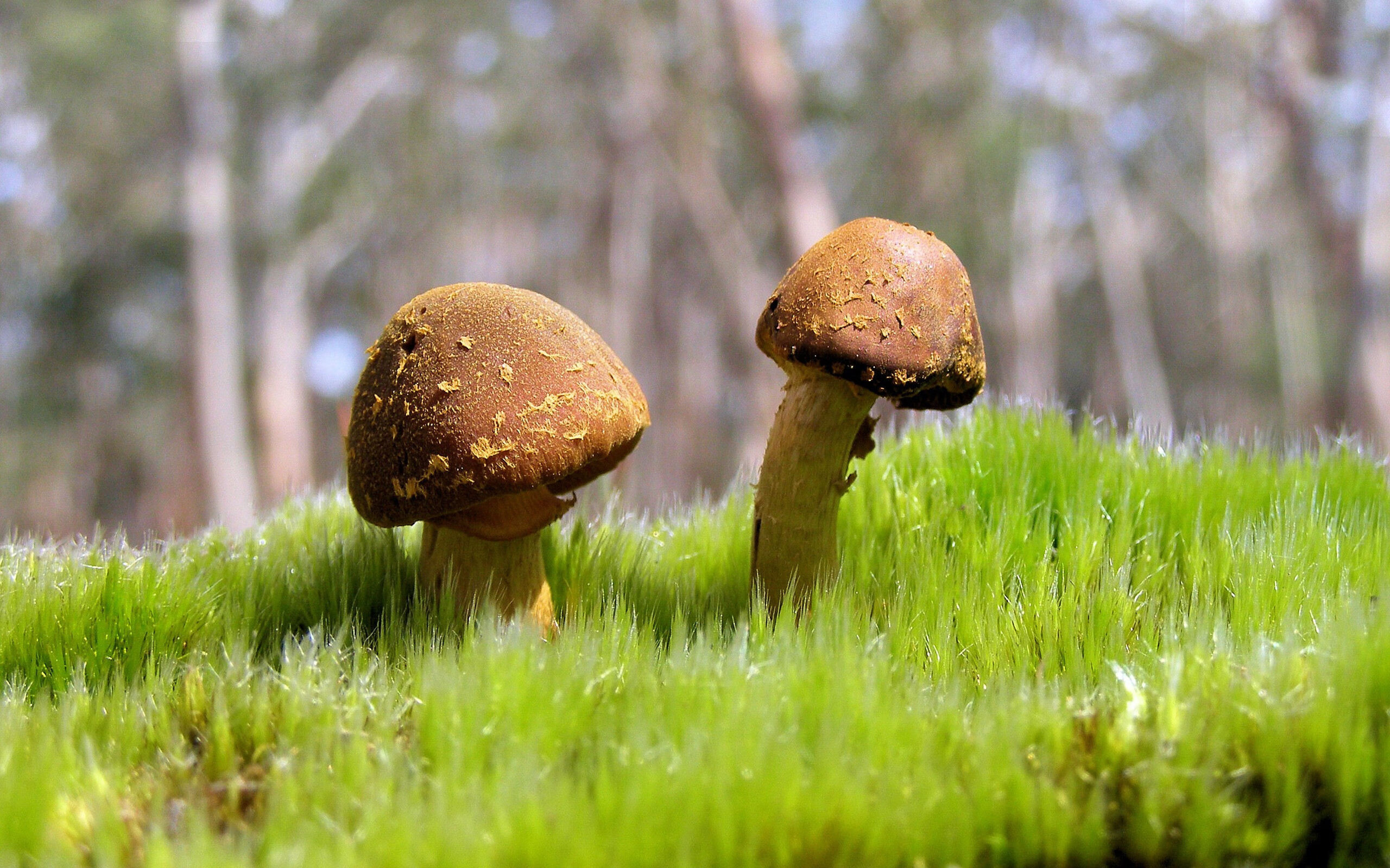 CBA联赛裁判判罚更趋公正，cba裁判球赛