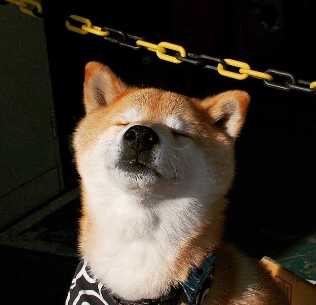 张伟丽体验高海拔训练适应能力挑战,张伟丽最新训练视频