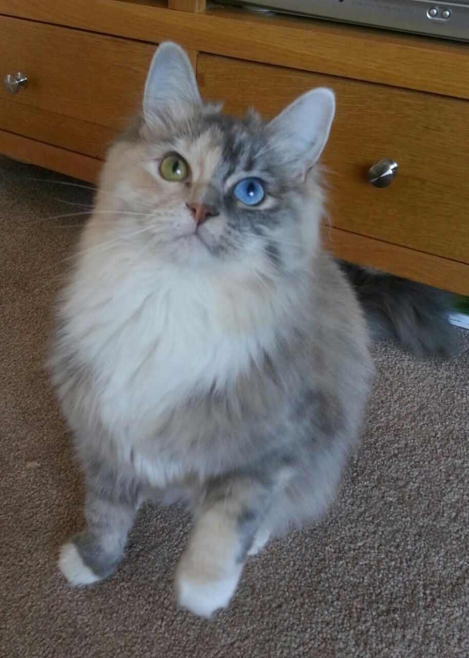 中国足球国家队在世界杯预选赛中的关键战术布置，中国足球世界杯预选赛2021规则