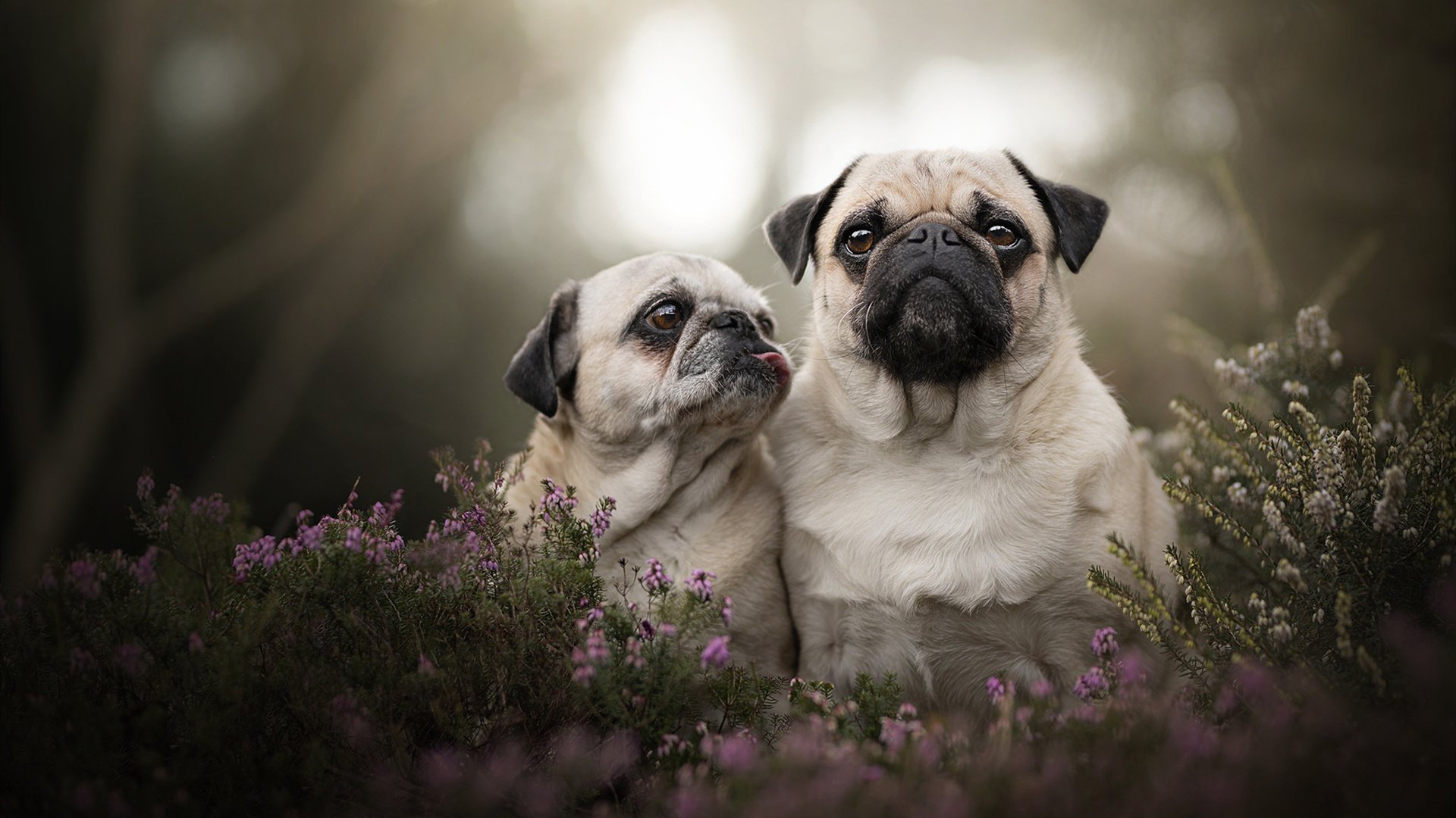 开云在线登入-从巴萨弃将到金球先生，登贝莱的迟来辉煌，登贝莱签约巴萨