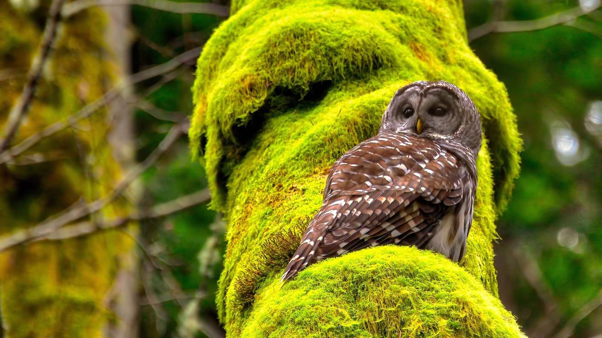 利物浦夺英超冠军,欧文分享个人利物浦记忆,欧文利物浦五冠王
