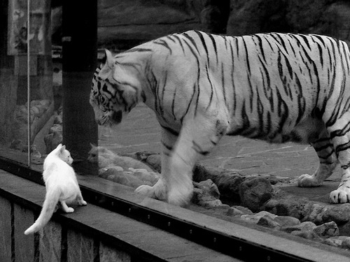 勒沃库森陷入低谷，法兰克福能否再接再厉？，勒沃库森对法兰克福谁强